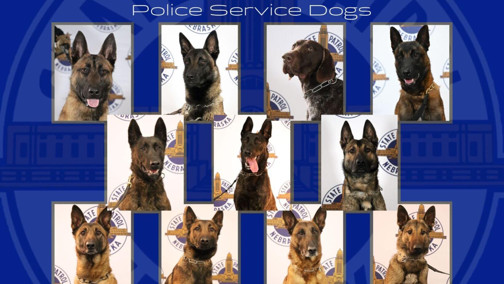 Nebraska State Patrol to introduce 5 new K-9s in 2022 calendar
